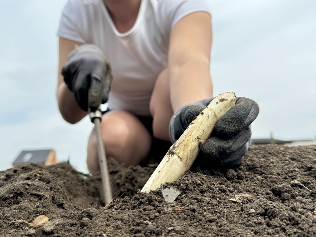 Verse ingrediënten uit eigen tuin voor Tersagoesting catering